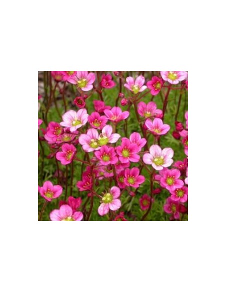 Saxifrage d'Arends bluetenteppitch