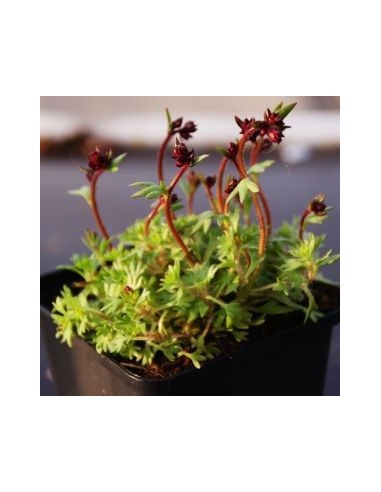 Saxifrage d'Arends bluetenteppitch