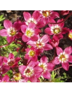 Saxifrage d'Arends purpurteppich