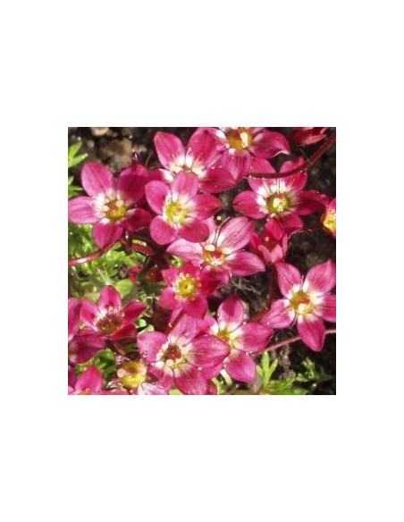 Saxifrage d'Arends purpurteppich