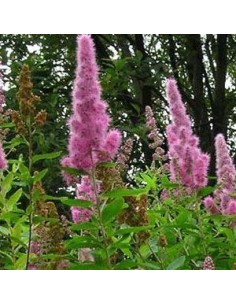 Spirée "Billiardii"