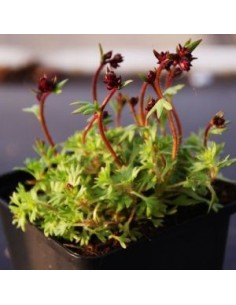 Saxifrage d'Arends schneeteppich 2