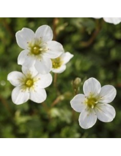 Saxifrage d'Arends schneeteppich