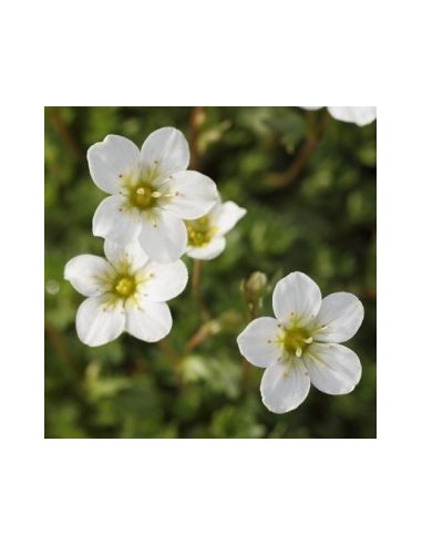 Saxifrage d'Arends schneeteppich