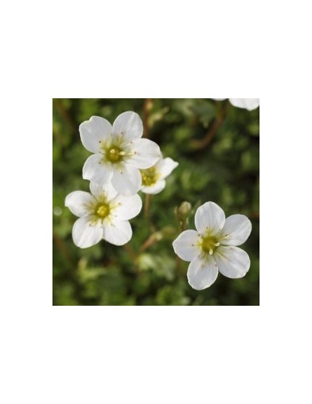 Saxifrage d'Arends schneeteppich
