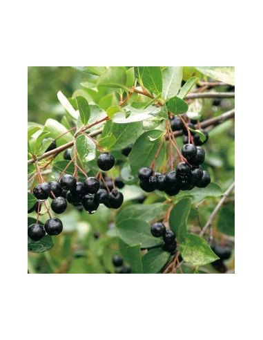 Aronie fruits noirs