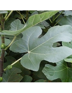 Figuier Madeleine des deux saisons 2