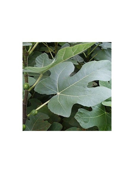 Figuier "Brown Turkey"