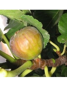Figuier Madeleine des deux saisons