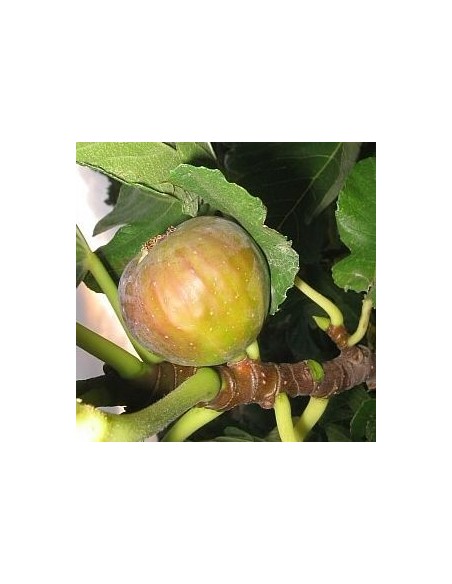 Figuier Madeleine des deux saisons