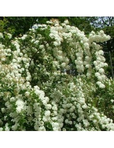 Spirée de Vanhoutte