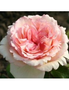 Rosier "Souvenir de Baden Baden"