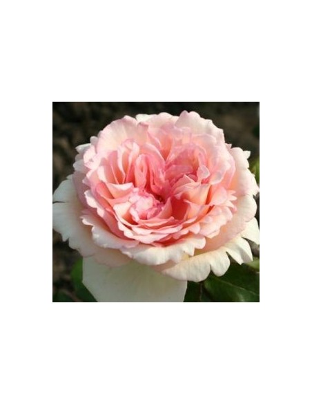 Rosier "Souvenir de Baden Baden"