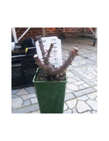 Rosier "Souvenir de Baden Baden"