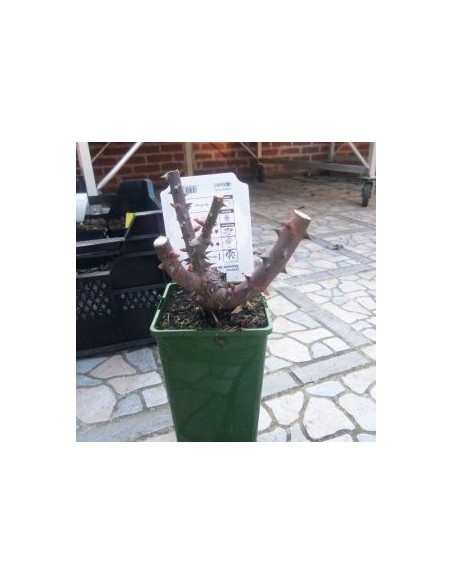 Rosier "Souvenir de Baden Baden"