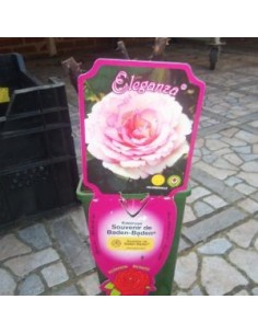 Rosier "Souvenir de Baden Baden" 2