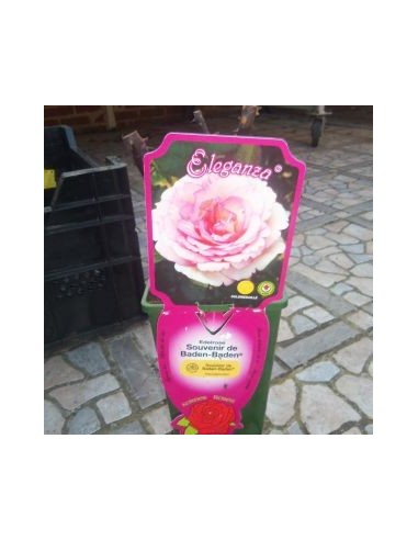 Rosier "Souvenir de Baden Baden"