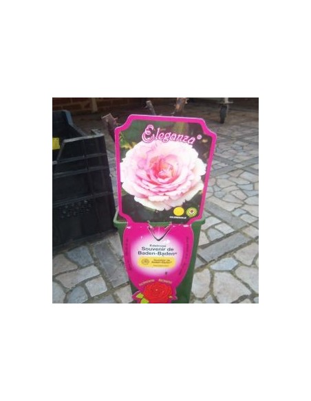 Rosier "Souvenir de Baden Baden"