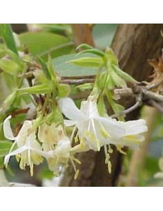 Chèvrefeuille d'hiver - Lonicera fragantissima 2