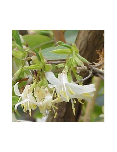 Chèvrefeuille d'hiver - Lonicera fragantissima