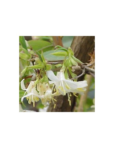 Chèvrefeuille d'hiver - Lonicera fragantissima