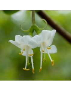 Chèvrefeuille d'hiver - Lonicera fragantissima
