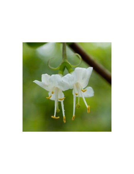 Chèvrefeuille d'hiver - Lonicera fragantissima