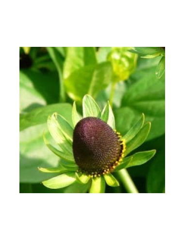 Rudbeckia "Green wizard"