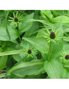 Rudbeckia "Green wizard"