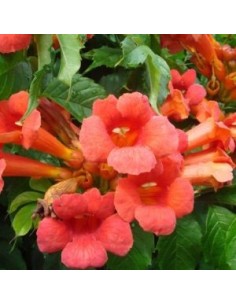 Bignone "Madame Galen"