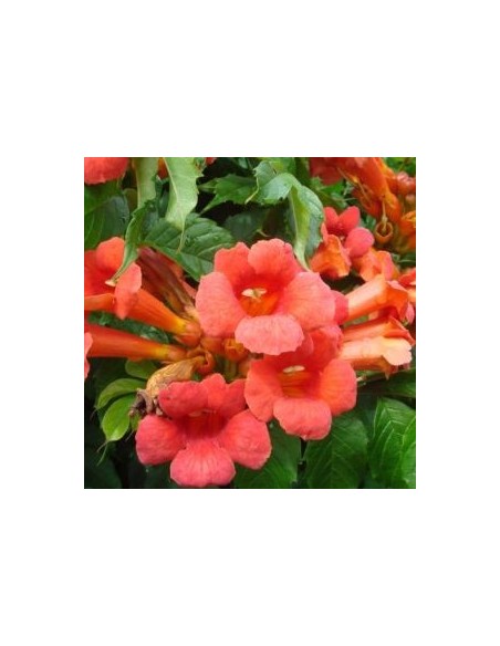 Bignone "Madame Galen"