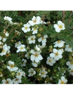 Potentille arbustive "abbotswood"