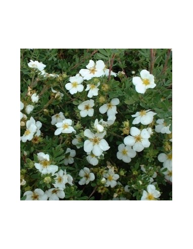 Potentille arbustive "abbotswood"