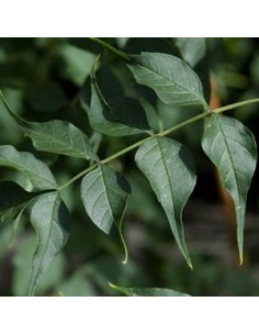 Bignone "Madame Galen" 2