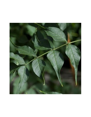 Bignone "Madame Galen"