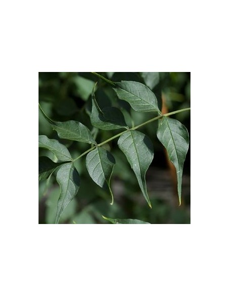 Bignone "Madame Galen"