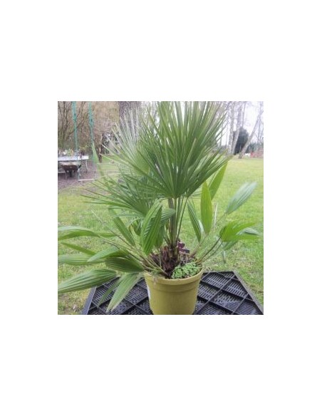 Palmier Chamaerops humilis Vulcano Palmier Chamaerops humilis Vulcano