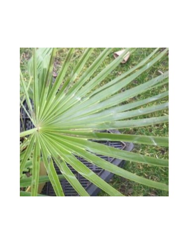 Palmier Chamaerops humilis Vulcano