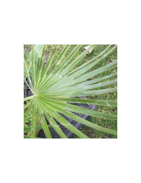 Palmier Chamaerops humilis Vulcano Palmier Chamaerops humilis Vulcano