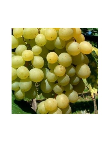 Vigne "Himrod"