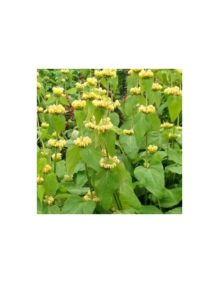 Sauge de Jérusalem "de Russel"