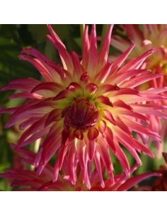Dahlia cactus Bora Bora