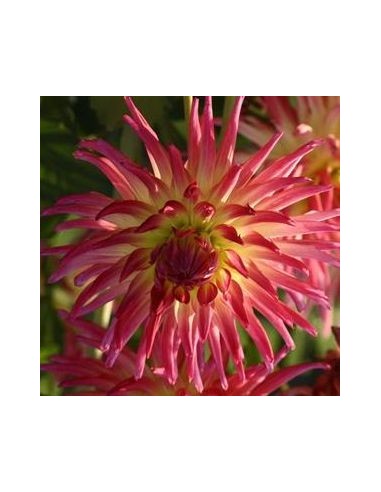 Dahlia cactus Bora Bora