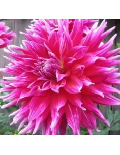 Dahlia cactus Grande Finale