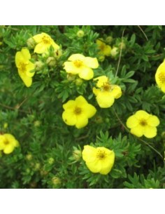 Potentille arbustive "Goldttepich"