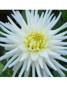 Dahlia cactus my love 2