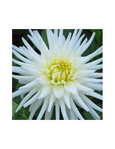 Dahlia cactus my love