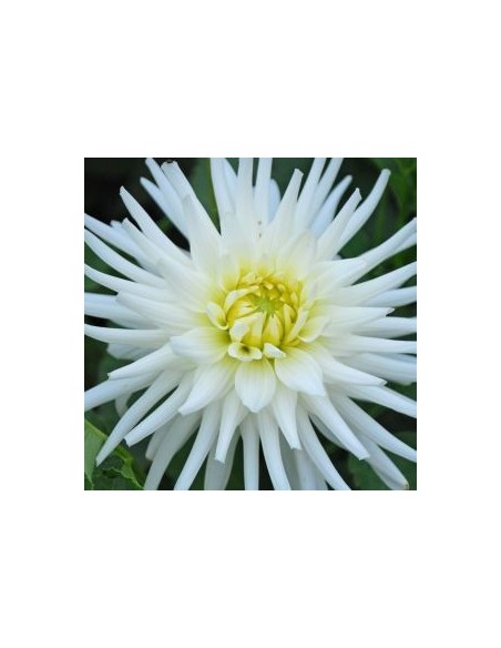 Dahlia cactus my love