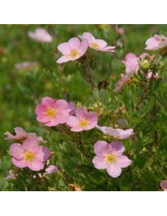 Potentille arbustive "lovely pink"