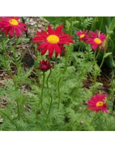 Pyrèthre "Robinson's red"